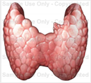 Human Thyroid